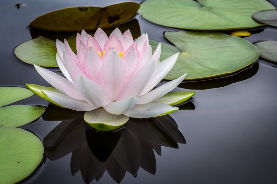 Home Pristine water lily