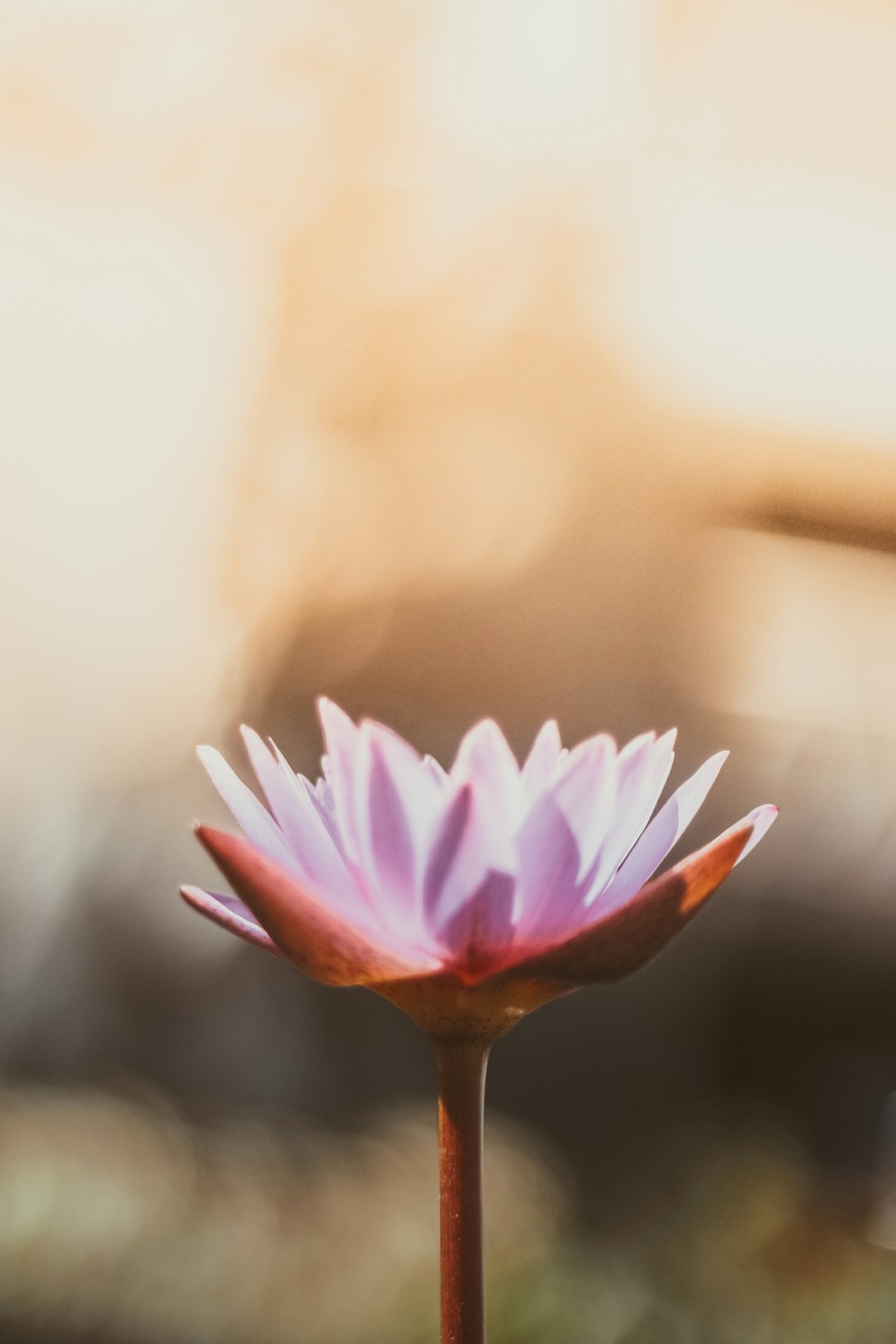 About Pink orange flower